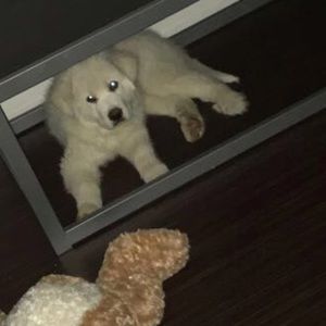 Meet your Posher, Atif